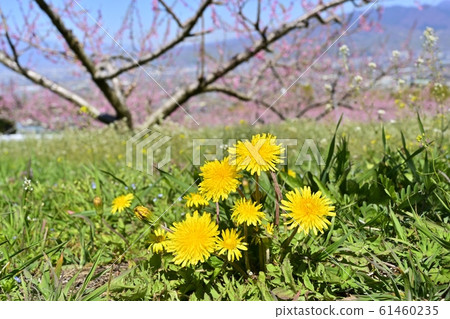 蒲公英花和南阿爾卑斯山桃花田 61460235
