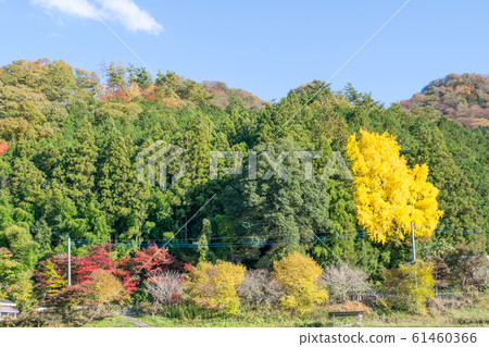 Ibaraki Prefecture Japan's Three Great Waterfalls Fukuroda Falls and Takiguchi Autumn Leaves Ibaraki Prefecture Japan's Three Great Waterfalls Fukuroda Falls and Takiguchi Autumn Leaves 61460366