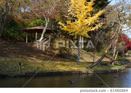 北山公園2018-11-18#28 北山公園2018-11-18#28 61460864