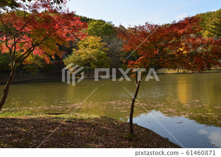 北山公園2018-11-18#22 北山公園2018-11-18#22 61460871