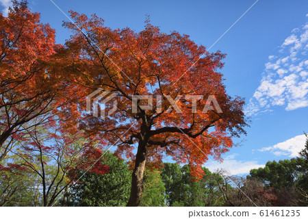 Autumn leaves 61461235