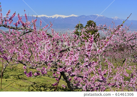 南部的阿爾卑斯山，剩下的積雪在桃花場 61461306
