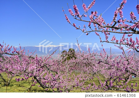 南部的阿爾卑斯山，剩下的積雪在桃花場 61461308