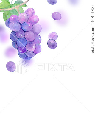 葡萄水彩插圖 61461483