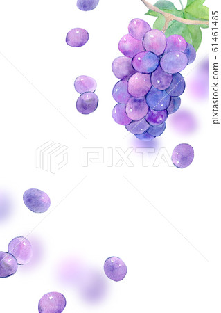 葡萄水彩插圖 61461485