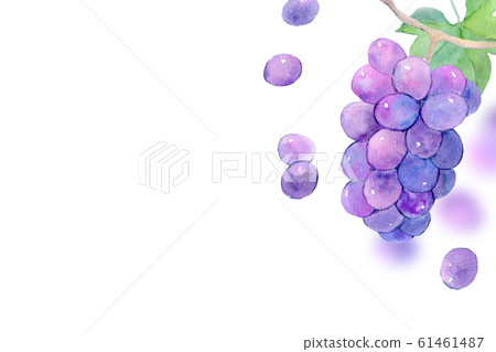 葡萄水彩插圖 61461487