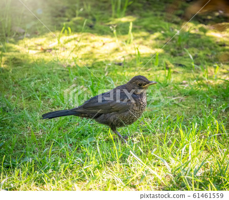 A young blackbird stands on a green lawn A young blackbird stands on a green lawn 61461559