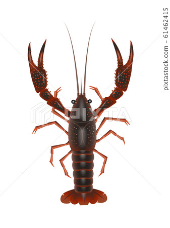 Crawfish II illustration (color) 61462415