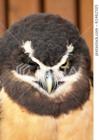 Spectacled owl 61462505