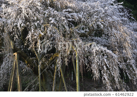 [Okazaki City, Aichi Prefecture] Weeping cherry blossoms in Okuyamada 61462922