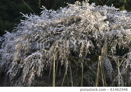 [Okazaki City, Aichi Prefecture] Weeping cherry blossoms in Okuyamada 61462946