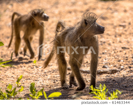 Two Chacma baboons walking 61463344