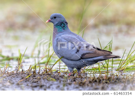 Stock dove foraging in green grass 61463354