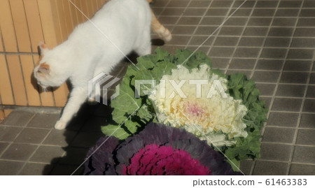 Stray cats: Hyugaboko Stray cats: Hyugaboko 61463383