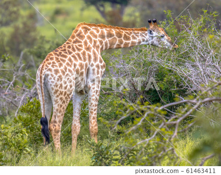 Giraffe eating acacia leaves 61463411