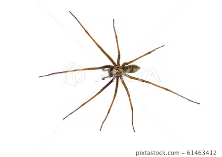 Giant house spider isolated on white background 61463412