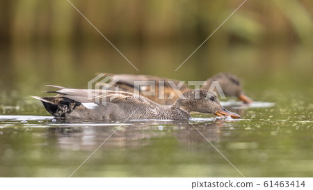Gadwall couple waterbirds Gadwall couple waterbirds 61463414