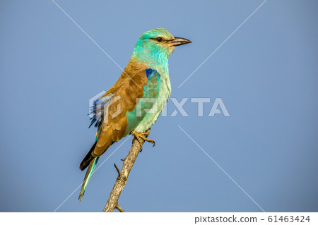European roller European roller 61463424
