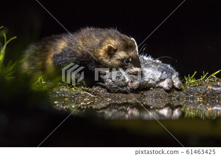 European polecat with rabbit prey European polecat with rabbit prey 61463425