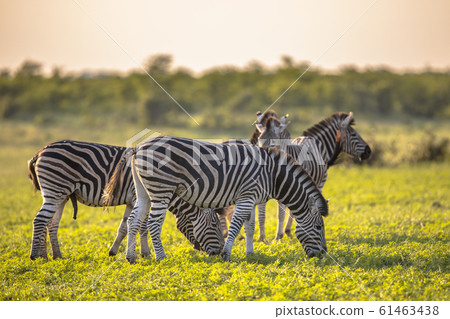 Common Zebra herd grazing on savanna 61463438