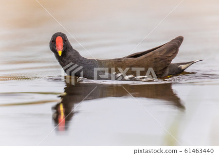 Common Moorhen swimming 61463440