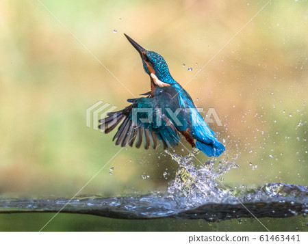 Common European Kingfisher emerging abstract 61463441