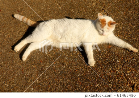 Stray cats: Hyugaboko 61463480