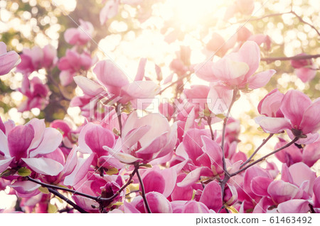 Blooming magnolia tree. Pink magnolias in spring Blooming magnolia tree. Pink magnolias in spring 61463492