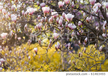 Blooming magnolia tree. Pink magnolias in spring 61463493