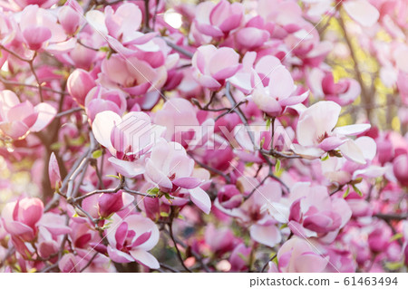 Blooming magnolia tree. Pink magnolias in spring Blooming magnolia tree. Pink magnolias in spring 61463494