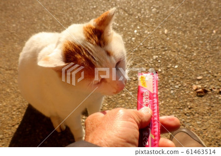 Stray cats: snacks and food 61463514