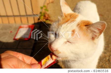 Stray cats: snacks and food 61463516