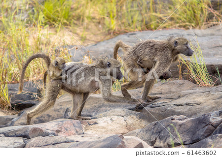 Chacma baboons family 61463602