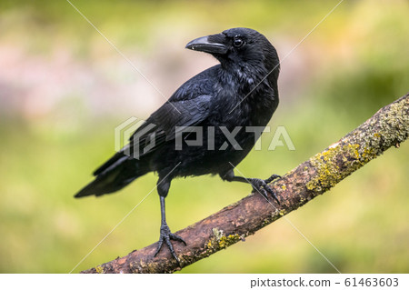 Carrion crow on branch 61463603