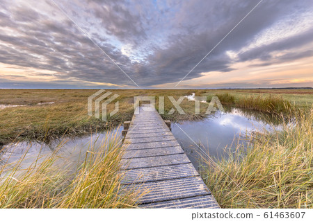 Boardwalk in Tidal Marshland nature reserve Boardwalk in Tidal Marshland nature reserve 61463607