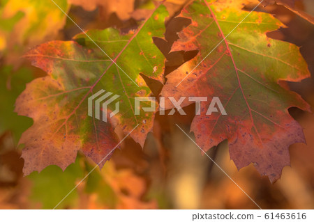Autumnal colored oak leaves Autumnal colored oak leaves 61463616
