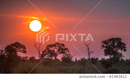 African Sunset above silhouette Savanna trees African Sunset above silhouette Savanna trees 61463622