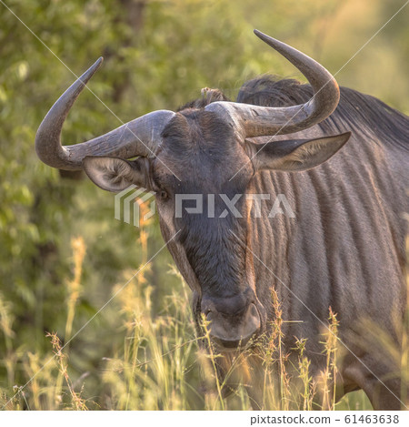 wildebeest head 61463638