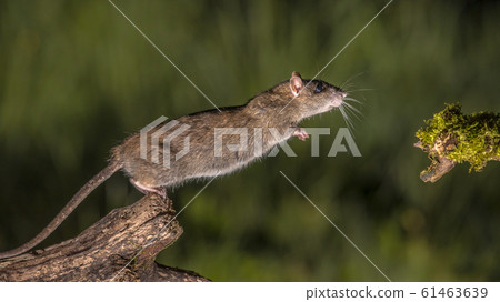Wild brown rat starting to jump 61463639
