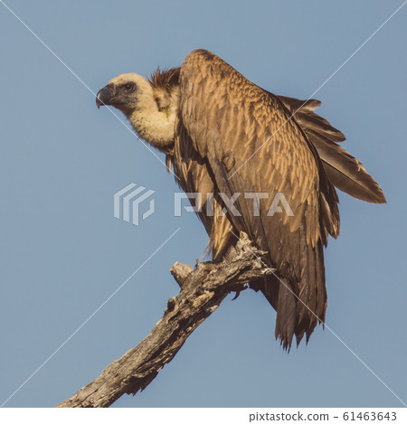 White backed vulture in dead tree White backed vulture in dead tree 61463643