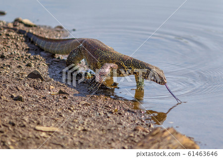 Water monitor on shore Water monitor on shore 61463646