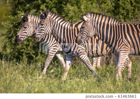 Three Common Zebra 61463661