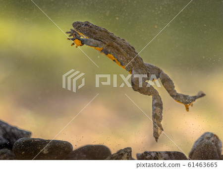 Submersed swimming Yellow bellied toad 61463665