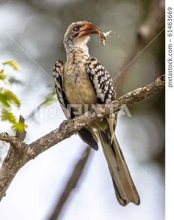 Southern red billed hornbill 61463669