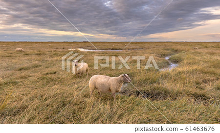 Sheep in Tidal Marshland nature reserve Saeftinghe 61463676