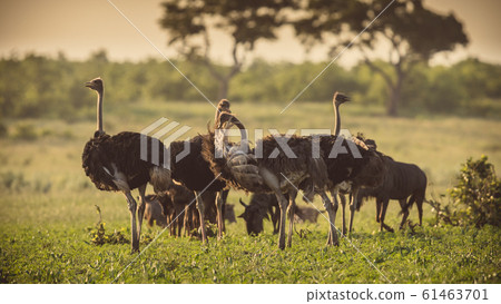 Ostrich herd on savanna plain 61463701