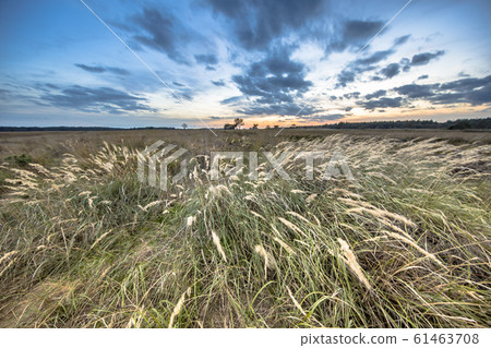 Natural heathland landscape with grass vegetation Natural heathland landscape with grass vegetation 61463708