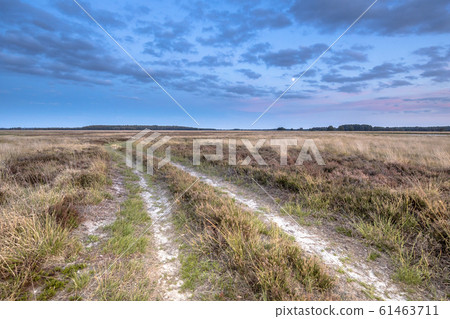 Natural heathland landscape near Hijken 61463711