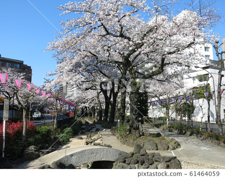 文京櫻花節期間的播音櫻南木(播音櫻南十字路口東側的綠色小路) 文京櫻花節期間的播音櫻南木(播音櫻南十字路口東側的綠色小路) 61464059
