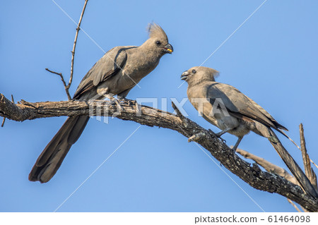 Grey go away birds couple 61464098